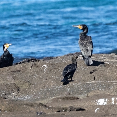 Phalacrocorax carbo (Great Cormorant) at Broulee, NSW - 10 Oct 2019 by AlisonMilton