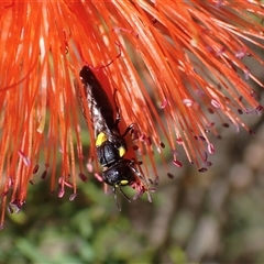 Hylaeinae (subfamily) (Masked bee, Hylaeine bee) at Murrumbateman, NSW - 28 Dec 2024 by SimoneC