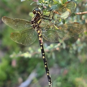 Synthemis eustalacta at Forbes Creek, NSW by clarehoneydove