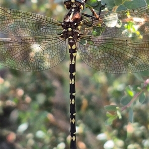 Synthemis eustalacta at Forbes Creek, NSW - 28 Dec 2024 06:10 PM