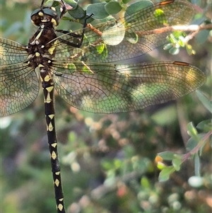 Synthemis eustalacta at Forbes Creek, NSW - 28 Dec 2024 06:10 PM