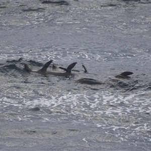 Tursiops truncatus at Green Cape, NSW by AlisonMilton