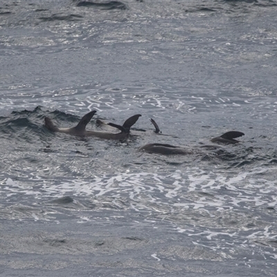 Tursiops truncatus at Green Cape, NSW - 23 Oct 2020 by AlisonMilton