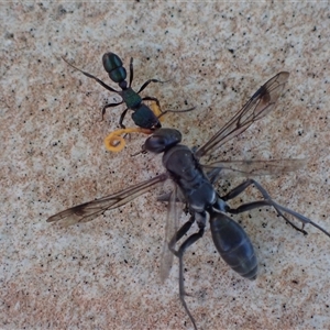 Rhytidoponera metallica at Murrumbateman, NSW - 8 Dec 2024