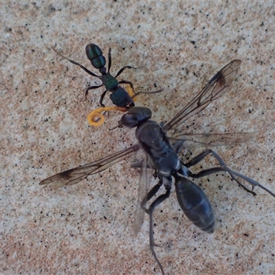 Rhytidoponera metallica (Greenhead ant) at Murrumbateman, NSW - 8 Dec 2024 by SimoneC