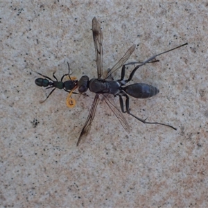 Rhytidoponera metallica at Murrumbateman, NSW - 8 Dec 2024