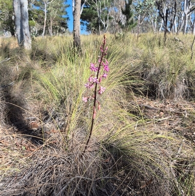 Dipodium roseum (Rosy Hyacinth Orchid) at Bungendore, NSW - 28 Dec 2024 by clarehoneydove