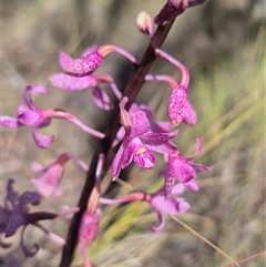 Dipodium roseum at Bungendore, NSW - 28 Dec 2024