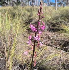 Dipodium roseum at Bungendore, NSW - 28 Dec 2024