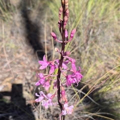 Dipodium roseum at Bungendore, NSW - 28 Dec 2024