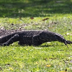 Varanus varius at Green Cape, NSW - 20 Oct 2020 by AlisonMilton