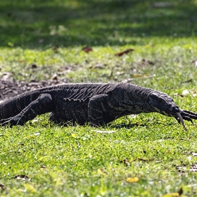 Varanus varius at Green Cape, NSW - 20 Oct 2020 by AlisonMilton