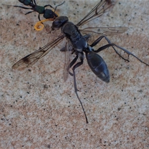 Fabriogenia sp. (genus) (Spider wasp) at Murrumbateman, NSW by SimoneC