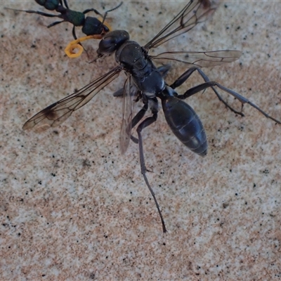 Fabriogenia sp. (genus) (Spider wasp) at Murrumbateman, NSW - 8 Dec 2024 by SimoneC