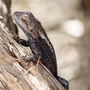 Pogona barbata at Green Cape, NSW by AlisonMilton