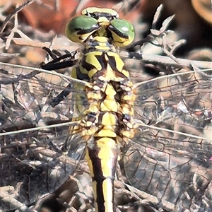 Austrogomphus guerini at Bungendore, NSW - 27 Dec 2024