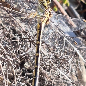 Austrogomphus guerini at Bungendore, NSW - 27 Dec 2024