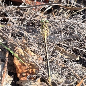 Austrogomphus guerini at Bungendore, NSW - 27 Dec 2024