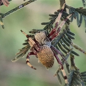 Araneus sp. (genus) at Forbes Creek, NSW by clarehoneydove