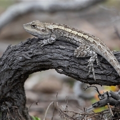 Amphibolurus muricatus (Jacky Lizard) at Green Cape, NSW - 22 Oct 2020 by AlisonMilton