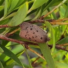 Unidentified Concealer moth (Oecophoridae) at Forbes Creek, NSW - 28 Dec 2024 by clarehoneydove