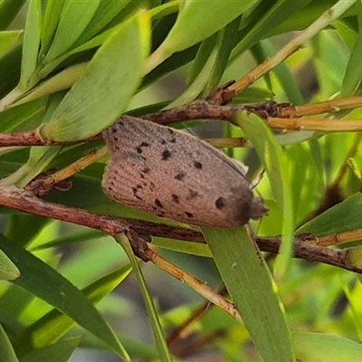 Unidentified Concealer moth (Oecophoridae) at Forbes Creek, NSW - 28 Dec 2024 by clarehoneydove