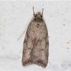 Syringoseca mimica (A Concealer moth (Wingia Group)) at Melba, ACT - 25 Dec 2024 by kasiaaus