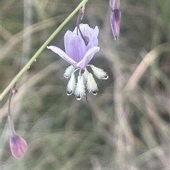 Arthropodium milleflorum (Vanilla Lily) at Tharwa, ACT - 28 Dec 2024 by JaneR