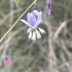 Arthropodium milleflorum (Vanilla Lily) at Tharwa, ACT by JaneR