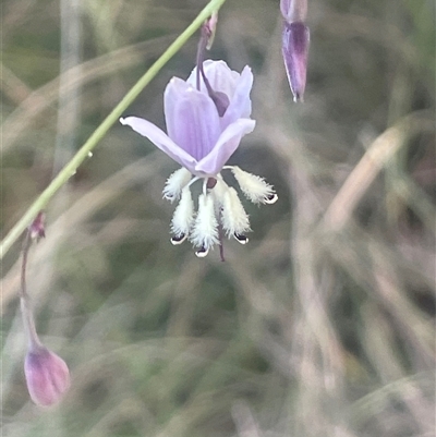 Arthropodium milleflorum (Vanilla Lily) at Tharwa, ACT - 28 Dec 2024 by JaneR