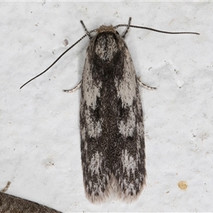 Phylomictis maligna (A Stenomatinae moth) at Melba, ACT by kasiaaus