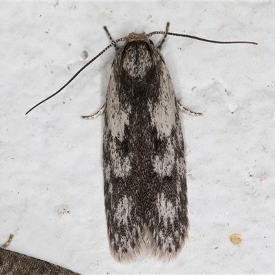 Phylomictis maligna (A Stenomatinae moth) at Melba, ACT - 25 Dec 2024 by kasiaaus