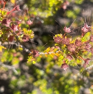 Calytrix tetragona (Common Fringe-myrtle) at Tharwa, ACT by JaneR