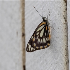 Belenois java (Caper White) at Green Cape, NSW - 21 Oct 2020 by AlisonMilton