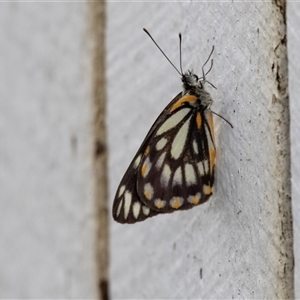 Belenois java at Green Cape, NSW by AlisonMilton