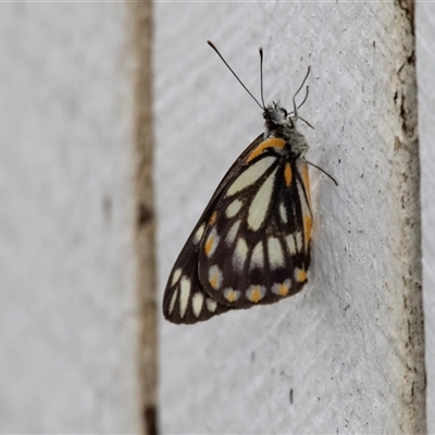 Belenois java (Caper White) at Green Cape, NSW - 21 Oct 2020 by AlisonMilton