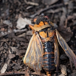 Cyclochila australasiae (Greengrocer, Yellow Monday, Masked devil) at Green Cape, NSW by AlisonMilton