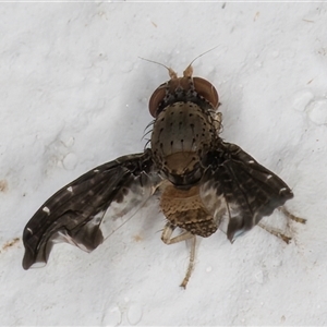 Tephritidae sp. (family) at Melba, ACT - 25 Dec 2024 11:45 PM