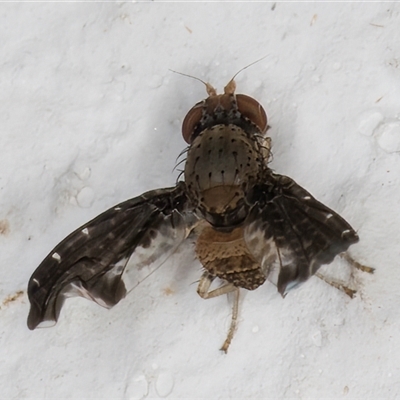 Unidentified True fly (Diptera) at Melba, ACT - 25 Dec 2024 by kasiaaus