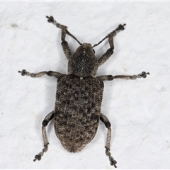 Rhinaria sp. (genus) (Unidentified Rhinaria weevil) at Melba, ACT - 25 Dec 2024 by kasiaaus