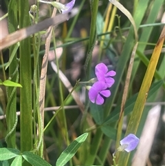 Glycine clandestina (Twining Glycine) at Tharwa, ACT - 28 Dec 2024 by JaneR