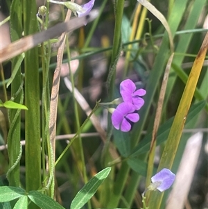 Glycine clandestina (Twining Glycine) at Tharwa, ACT by JaneR