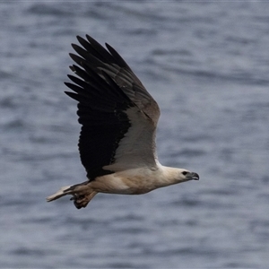 Haliaeetus leucogaster (White-bellied Sea-Eagle) at Green Cape, NSW by AlisonMilton