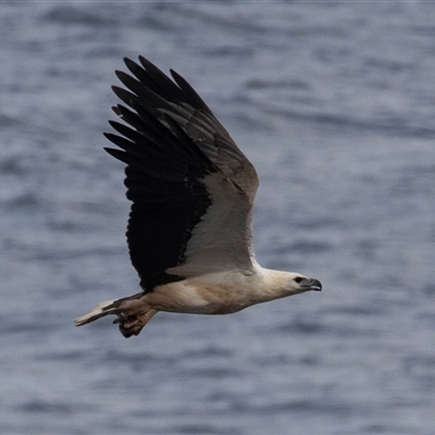 Haliaeetus leucogaster (White-bellied Sea-Eagle) at Green Cape, NSW - 21 Oct 2020 by AlisonMilton