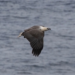 Haliaeetus leucogaster at Green Cape, NSW - 21 Oct 2020