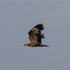 Haliaeetus leucogaster (White-bellied Sea-Eagle) at Green Cape, NSW - 21 Oct 2020 by AlisonMilton