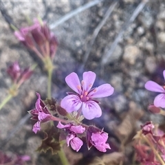 Pelargonium australe (Austral Stork's-bill) at Tharwa, ACT - 28 Dec 2024 by JaneR