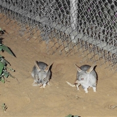 Macrotis lagotis (Bilby, Ngalku, Nyarlku, Walpajirri, Ninu) at Charleville, QLD - 1 Jan 1995 by HelenCross