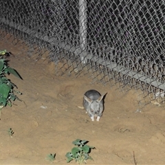 Macrotis lagotis at suppressed - suppressed