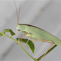 Torbia viridissima (Gum Leaf Katydid) at Melba, ACT - 25 Dec 2024 by kasiaaus